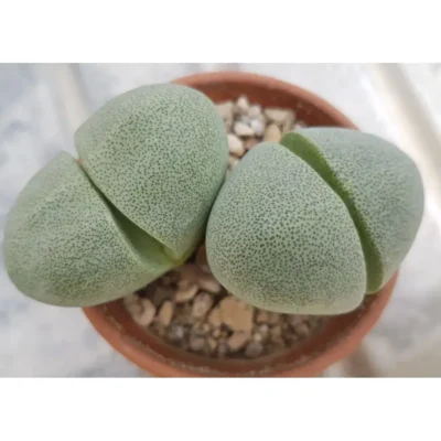 Pleiospilos nelii