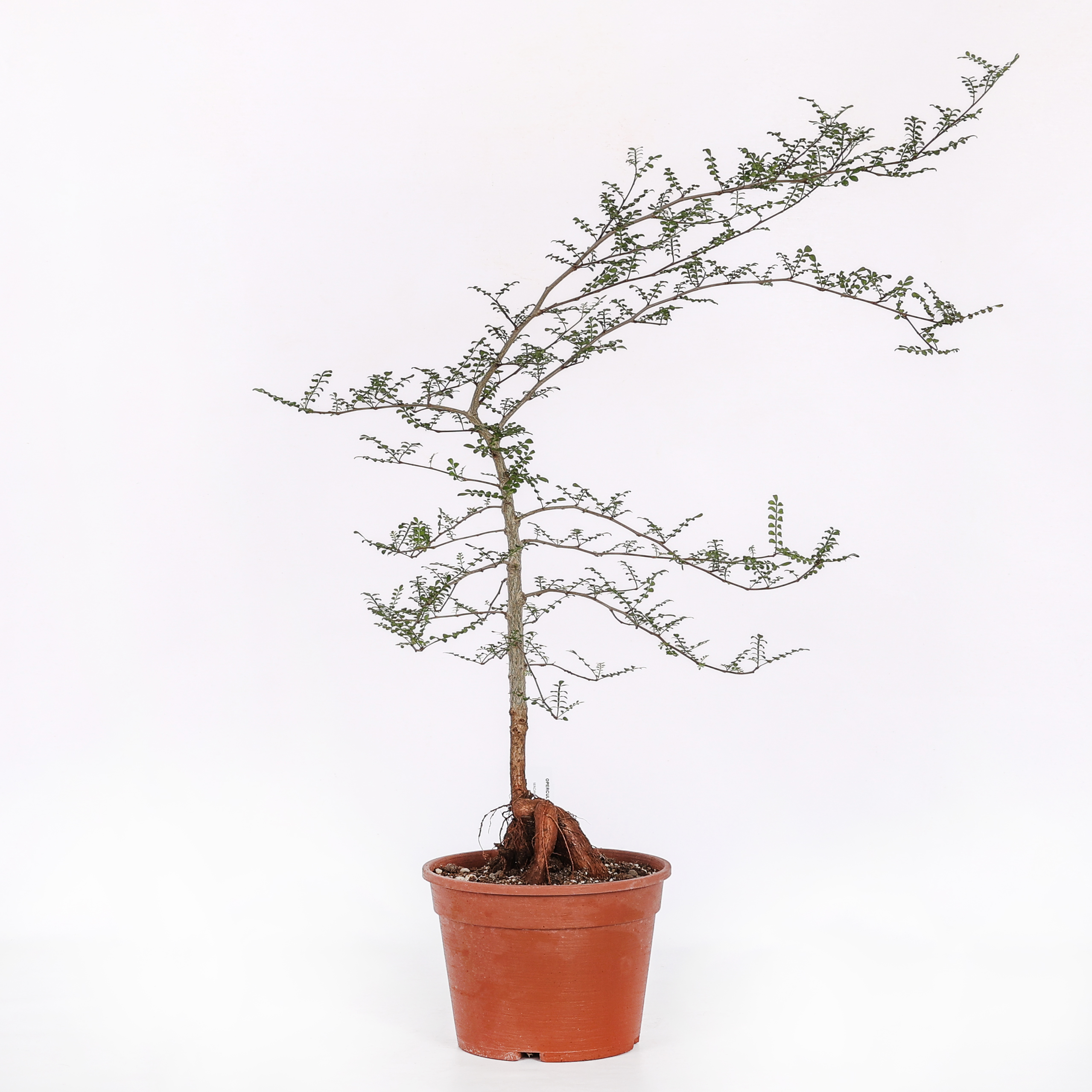 Operculicarya decaryi Ø 18 cm - immagine 2