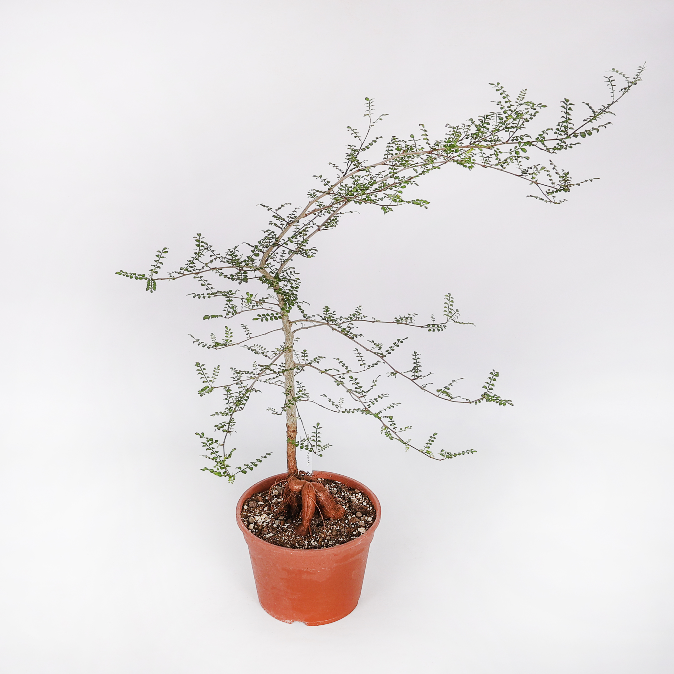 Operculicarya decaryi Ø 18 cm - immagine 3