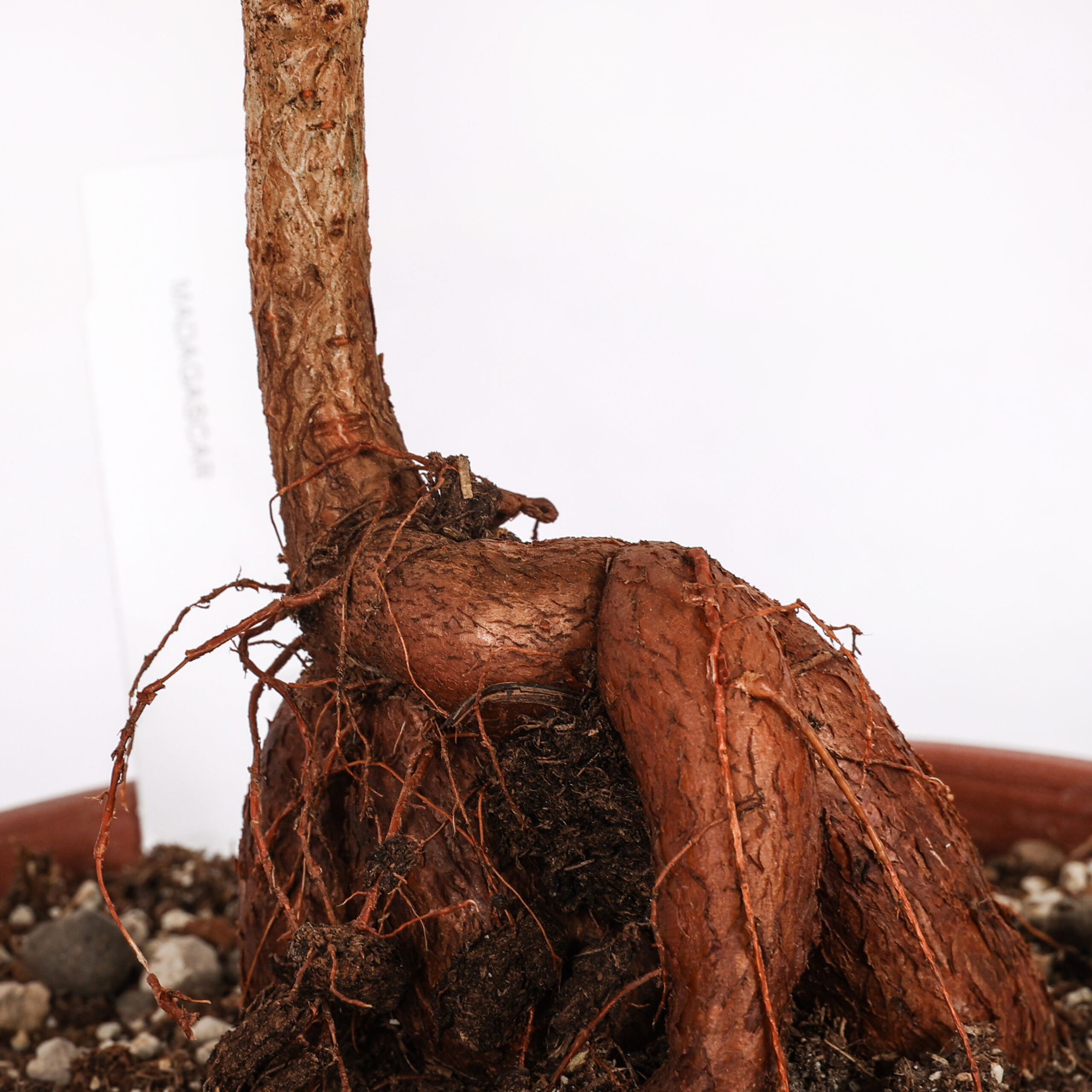Operculicarya decaryi Ø 18 cm - immagine 6
