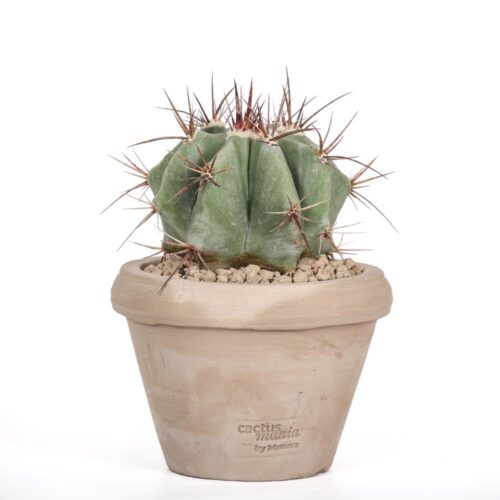 Echinocactus ingens Ø14