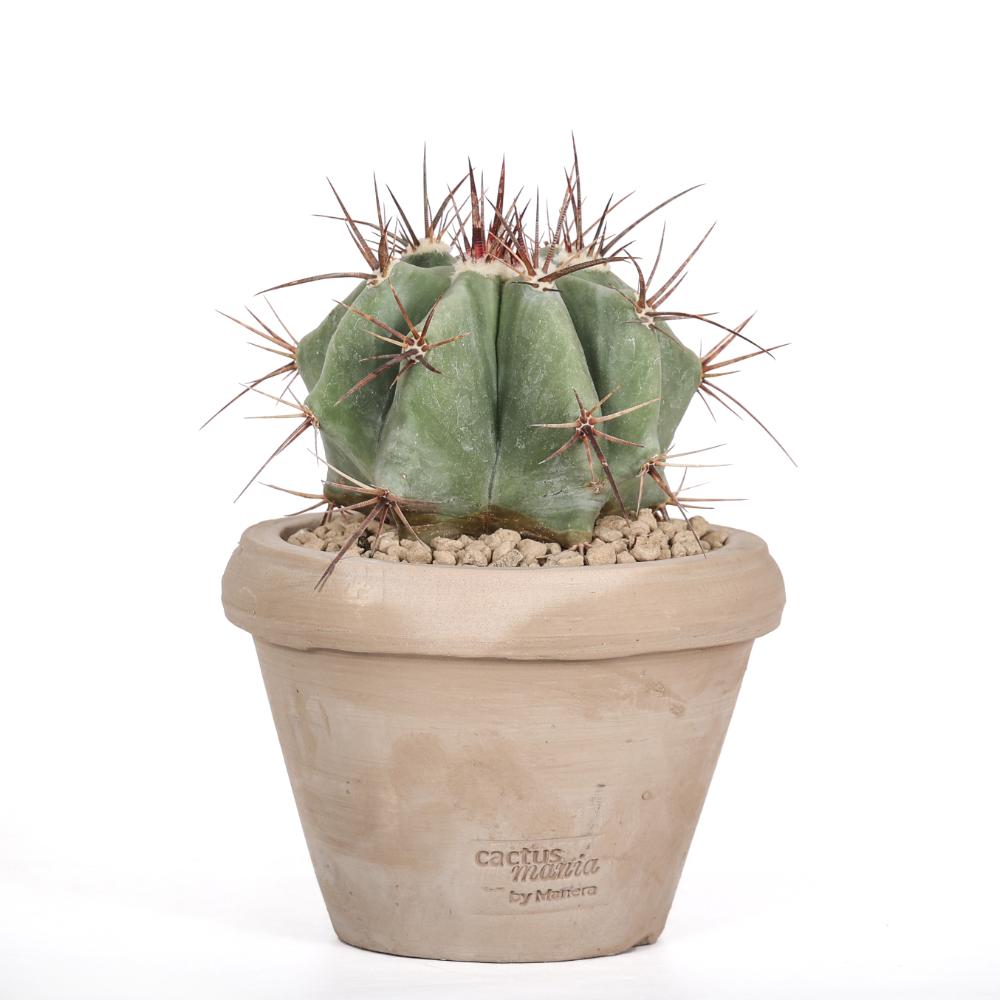 Echinocactus ingens Ø14