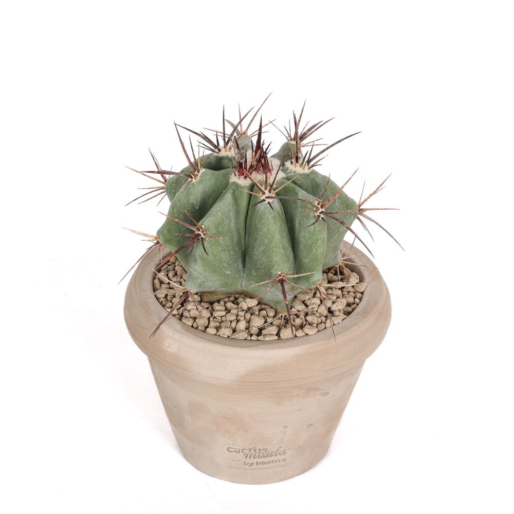 Echinocactus ingens Ø14 - immagine 2