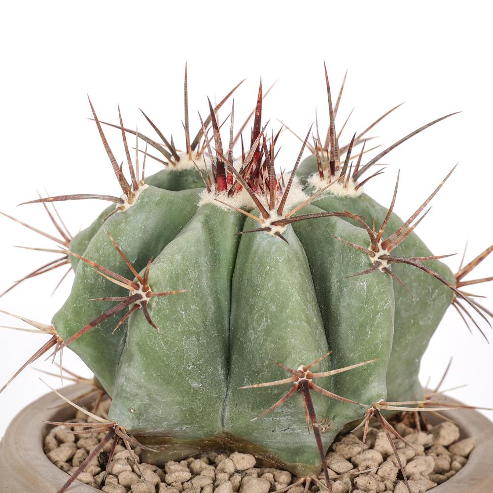 Echinocactus ingens Ø14 - immagine 3
