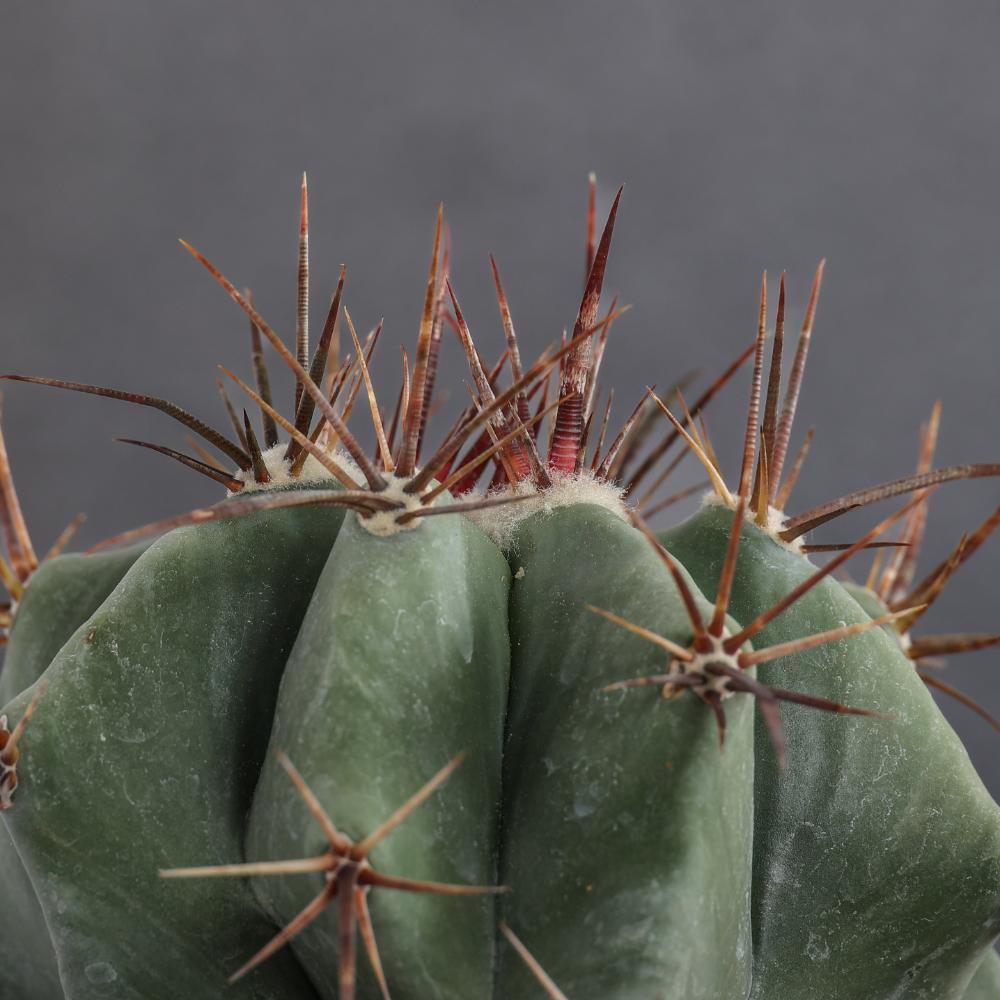 Echinocactus ingens Ø14 - immagine 4
