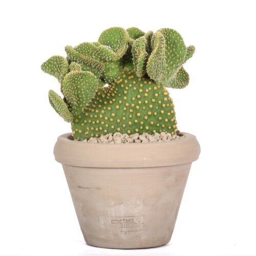 Opuntia microdasys Ø14