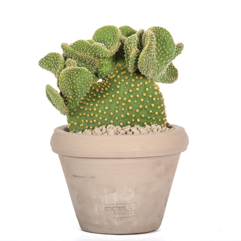 Opuntia microdasys Ø14