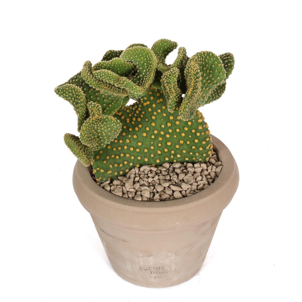 Opuntia microdasys Ø14 - immagine 2
