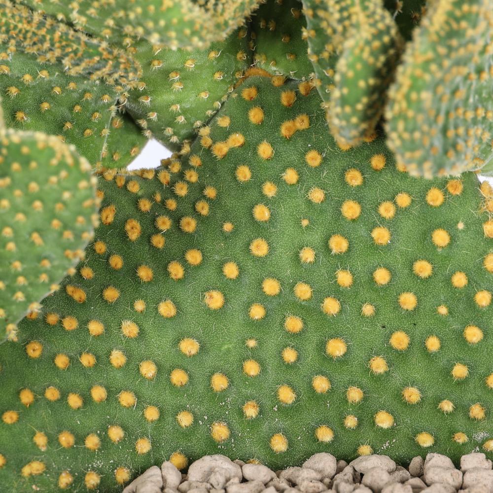 Opuntia microdasys Ø14 - immagine 3