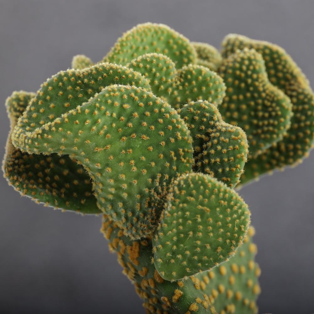 Opuntia microdasys Ø14 - immagine 4