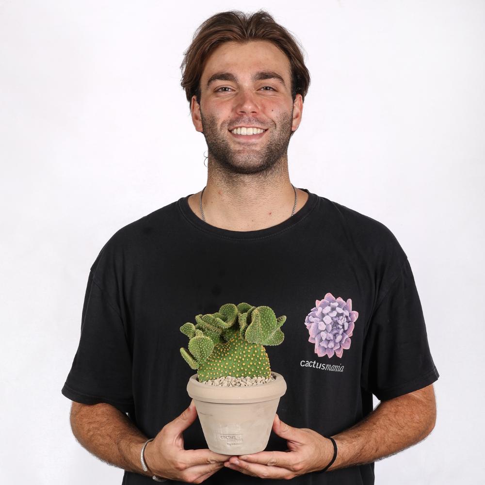 Opuntia microdasys Ø14 - immagine 5