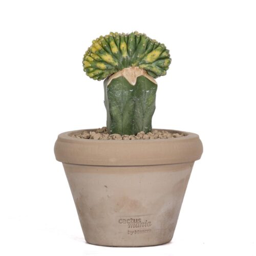 Trichocereus pachanoi f. crestata variegata Ø14