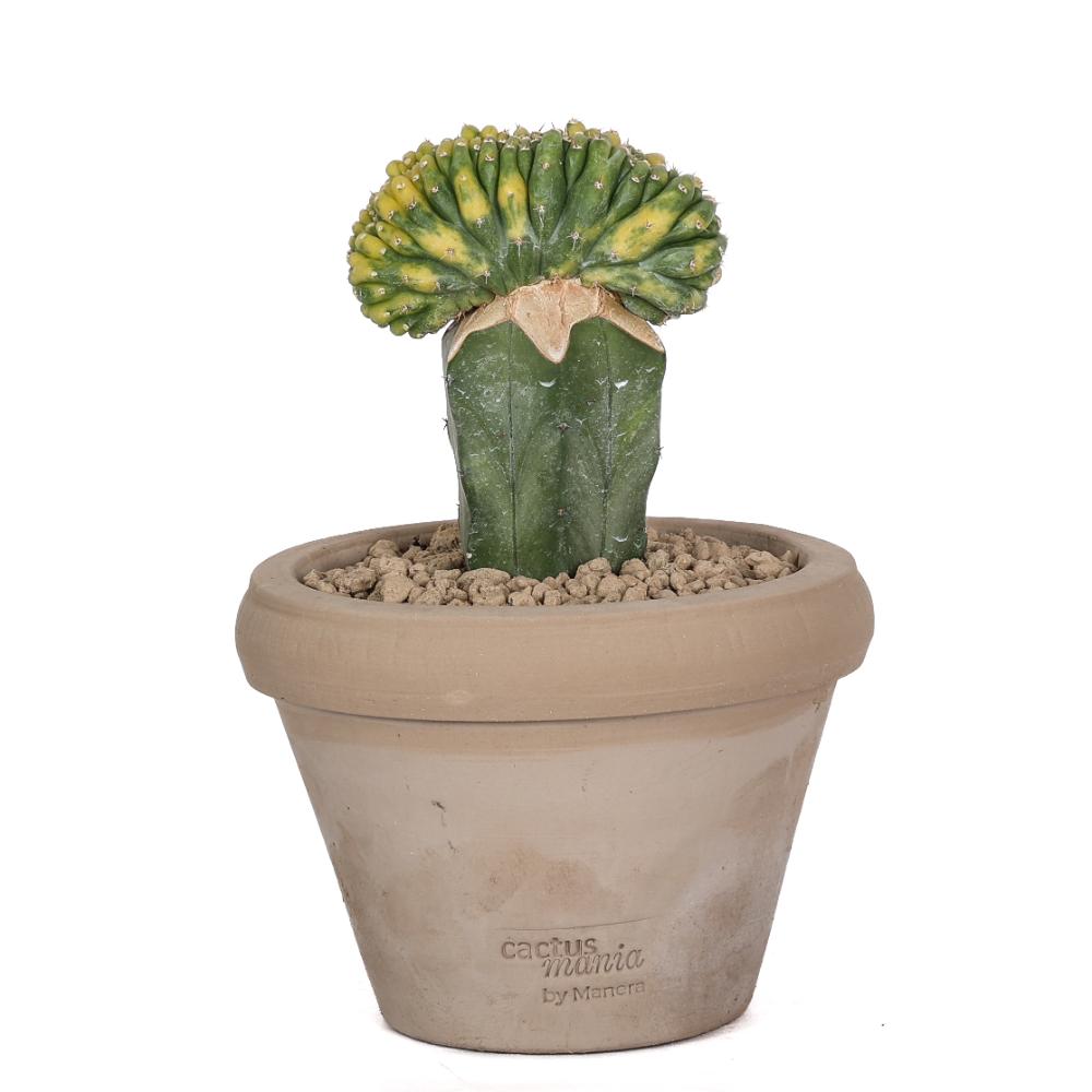 Trichocereus pachanoi f. crestata variegata Ø14 - immagine 2