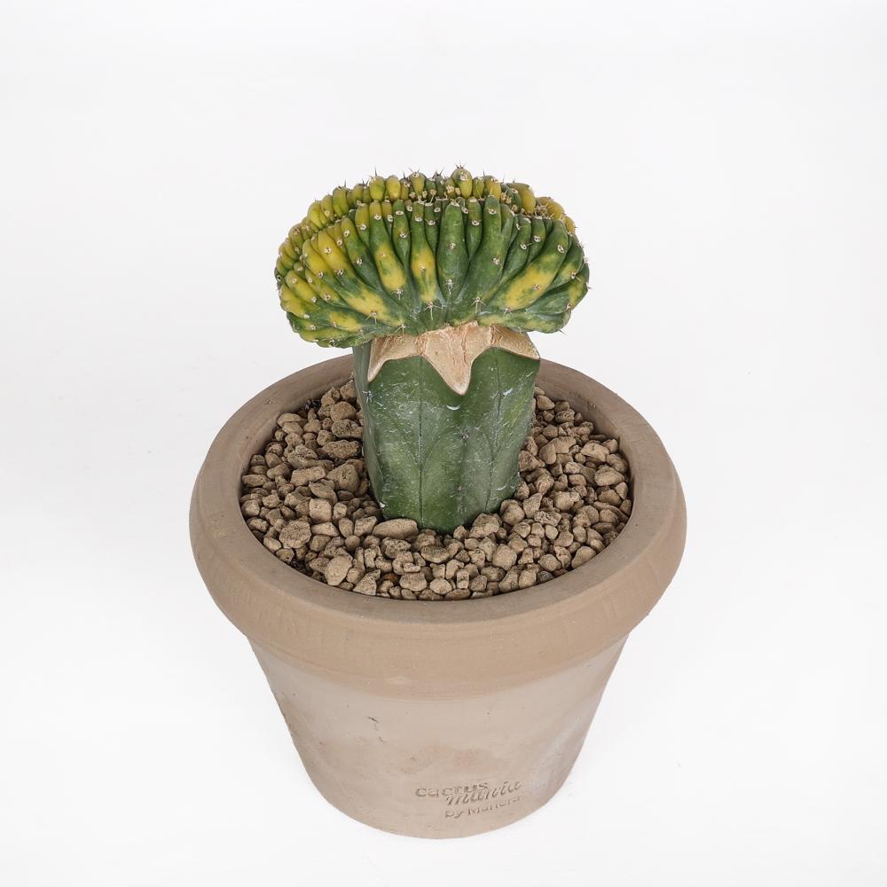 Trichocereus pachanoi f. crestata variegata Ø14 - immagine 3