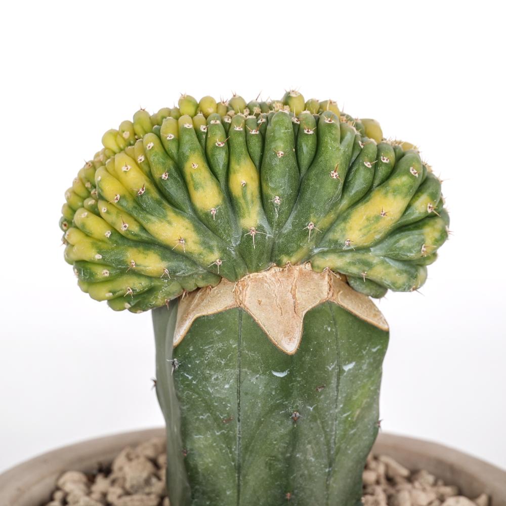 Trichocereus pachanoi f. crestata variegata Ø14 - immagine 4