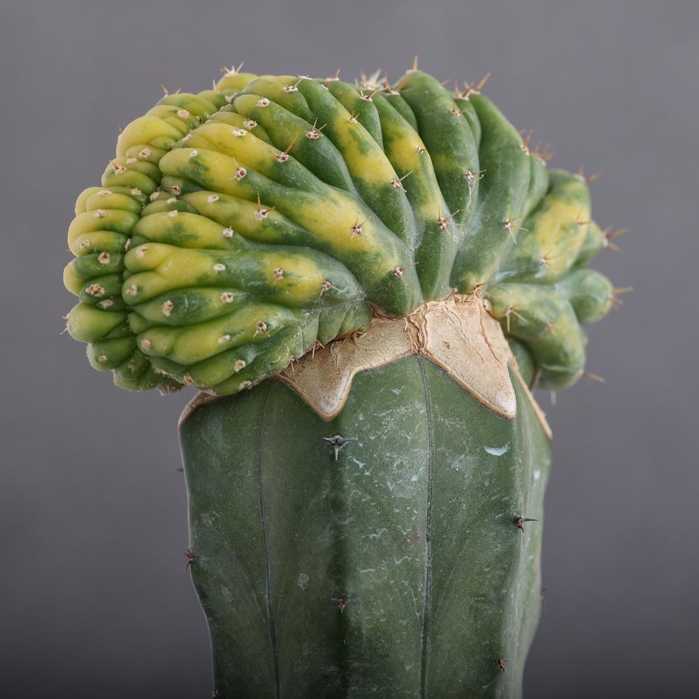 Trichocereus pachanoi f. crestata variegata Ø14 - immagine 5