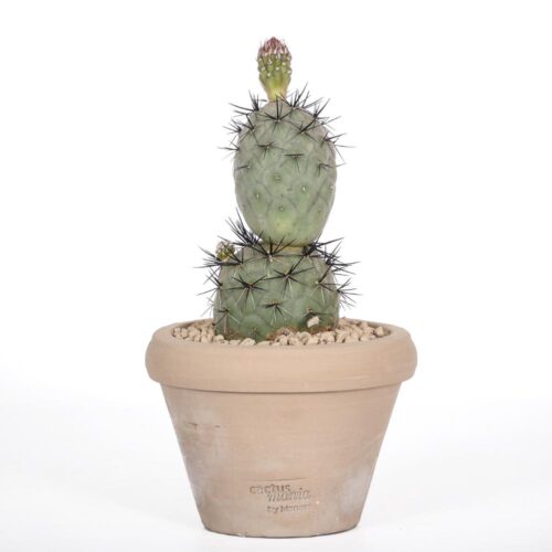 Tephrocactus geometricus 'Pink' 'Diablo' Ø14