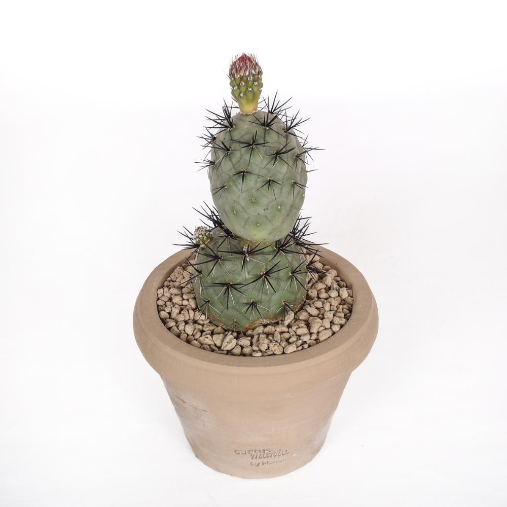Tephrocactus geometricus 'Pink' 'Diablo' Ø14 - immagine 2