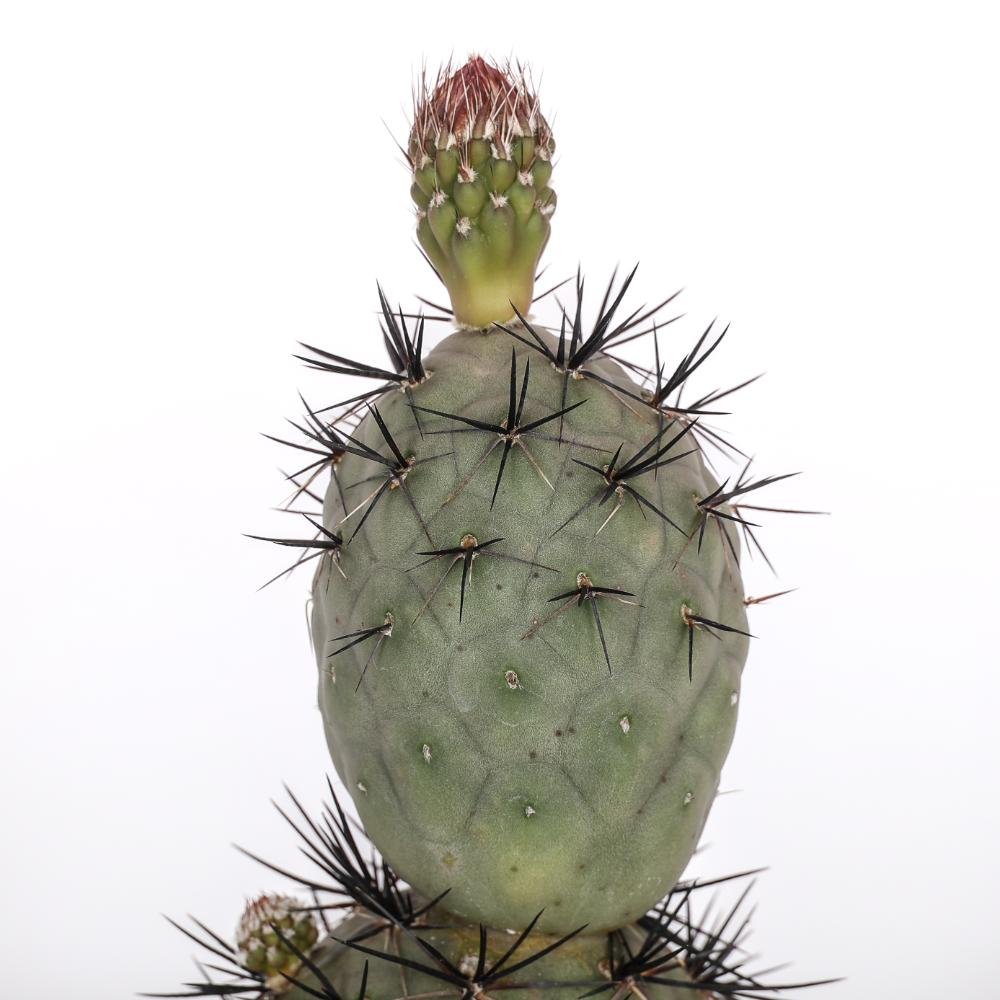 Tephrocactus geometricus 'Pink' 'Diablo' Ø14 - immagine 3