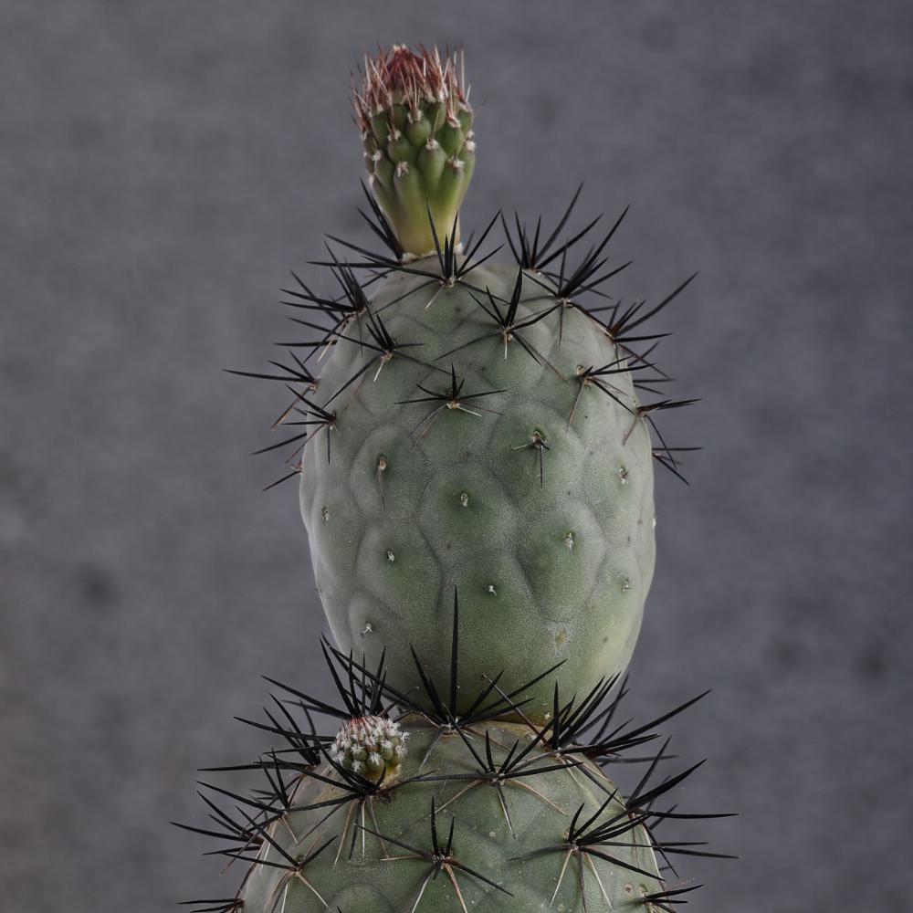Tephrocactus geometricus 'Pink' 'Diablo' Ø14 - immagine 4