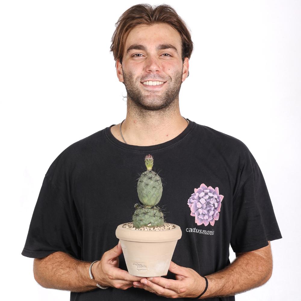 Tephrocactus geometricus 'Pink' 'Diablo' Ø14 - immagine 5