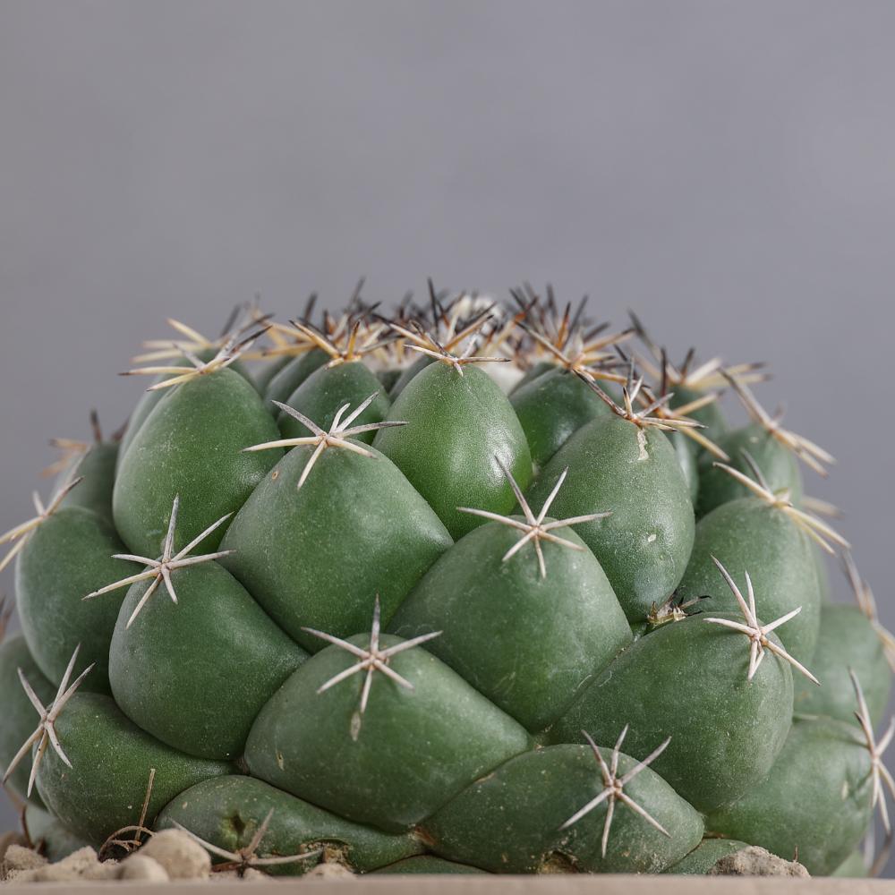 Coryphanta maiz-tablasensis Ø14 - immagine 4