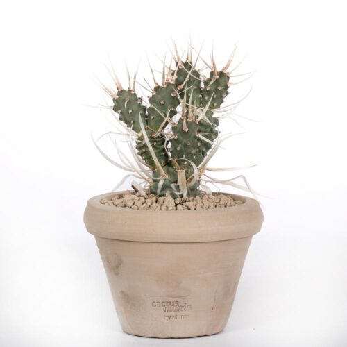 Tephrocactus articulatus papyracanthus Ø14