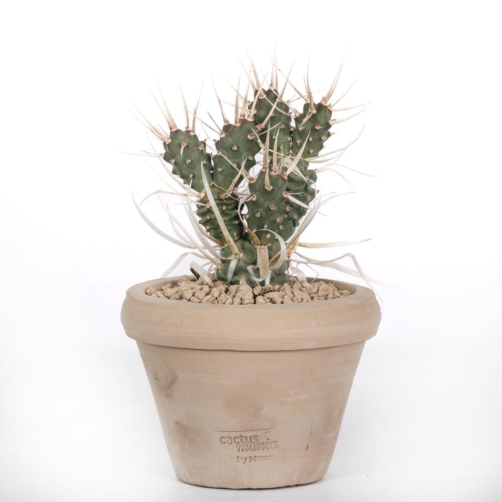 Tephrocactus articulatus papyracanthus Ø14