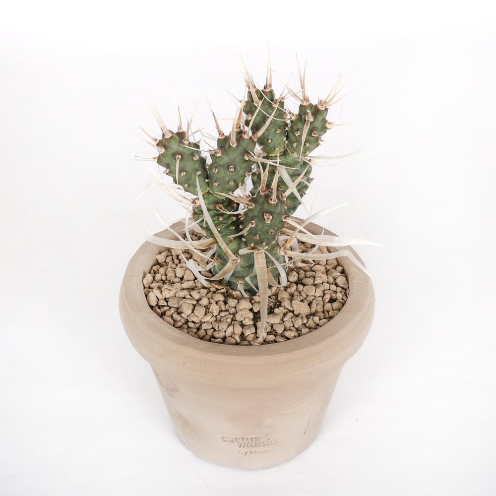 Tephrocactus articulatus papyracanthus Ø14 - immagine 2