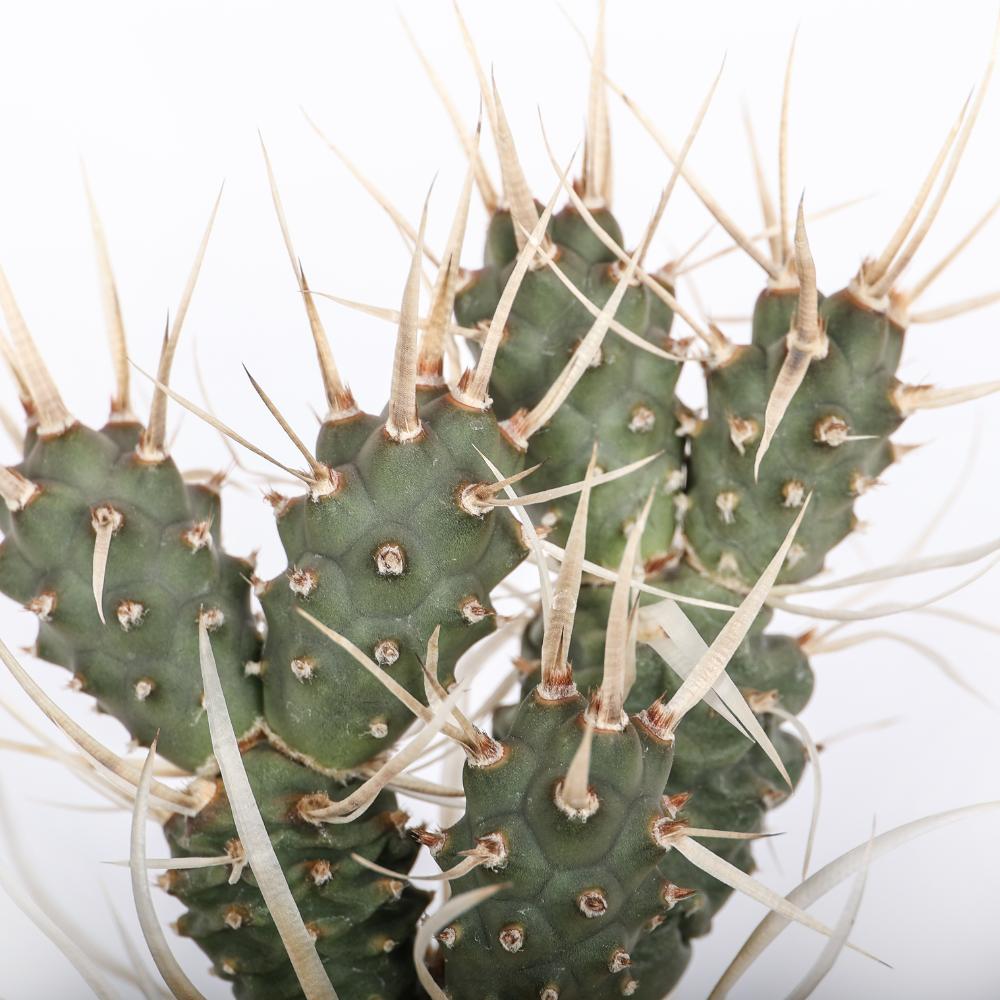 Tephrocactus articulatus papyracanthus Ø14 - immagine 3