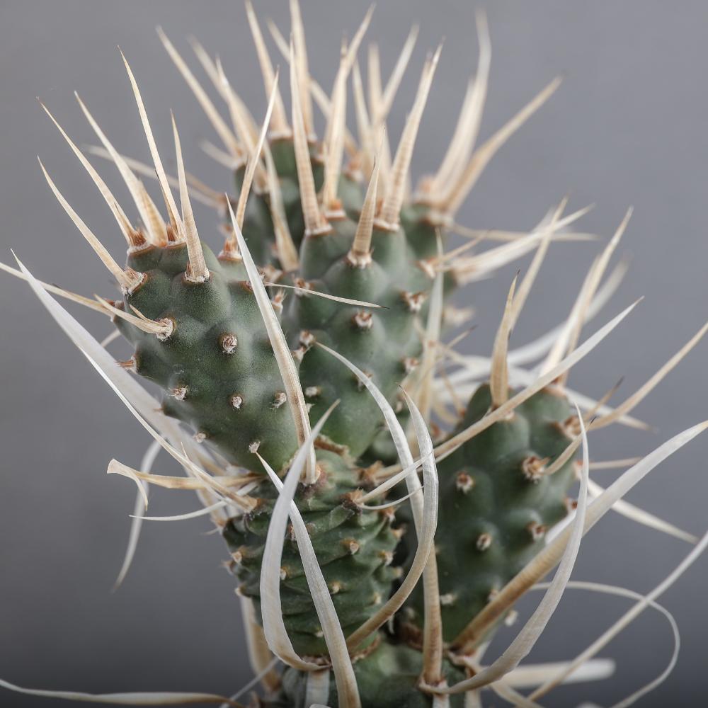 Tephrocactus articulatus papyracanthus Ø14 - immagine 4