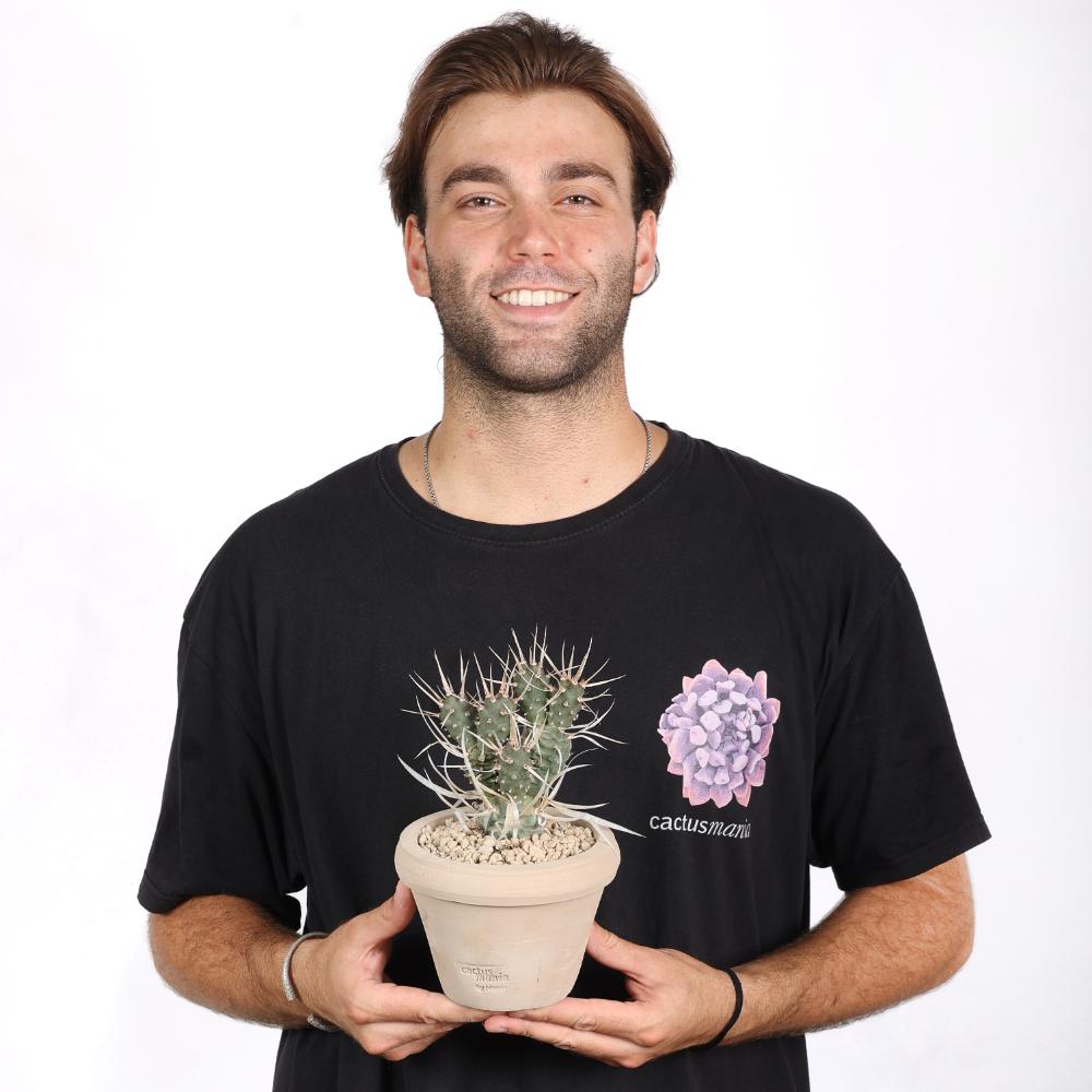 Tephrocactus articulatus papyracanthus Ø14 - immagine 5