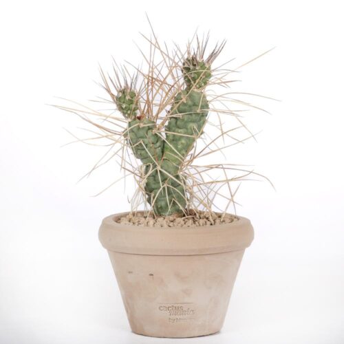 Tephrocactus aoracanthus Ø14