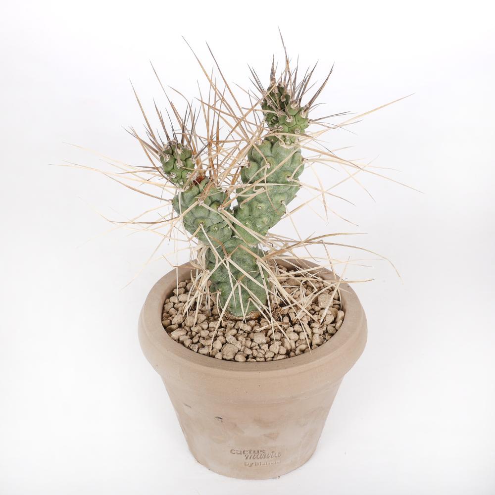 Tephrocactus aoracanthus Ø14 - immagine 2