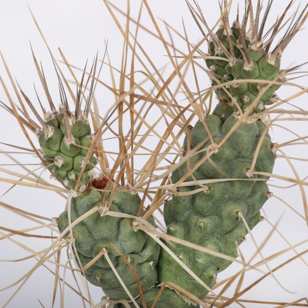 Tephrocactus aoracanthus Ø14 - immagine 3