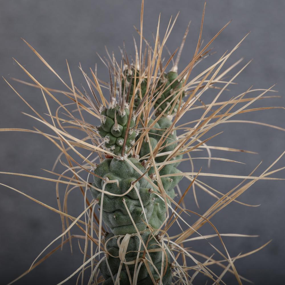Tephrocactus aoracanthus Ø14 - immagine 4