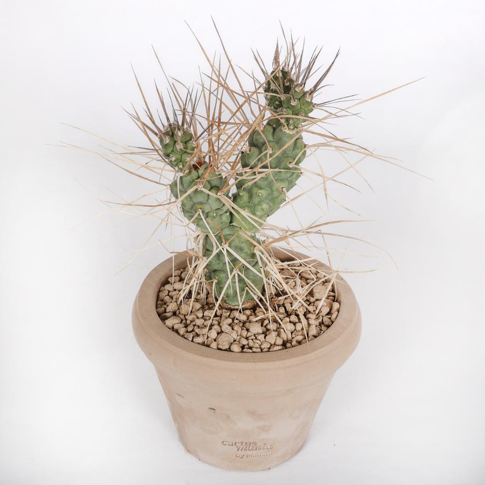 Tephrocactus aoracanthus Ø14 - immagine 5
