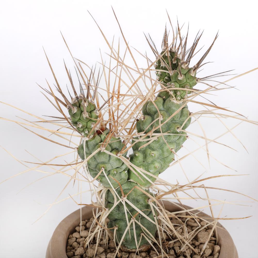 Tephrocactus aoracanthus Ø14 - immagine 6