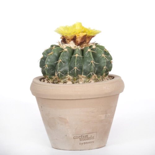 Notocactus erynaceus Ø14