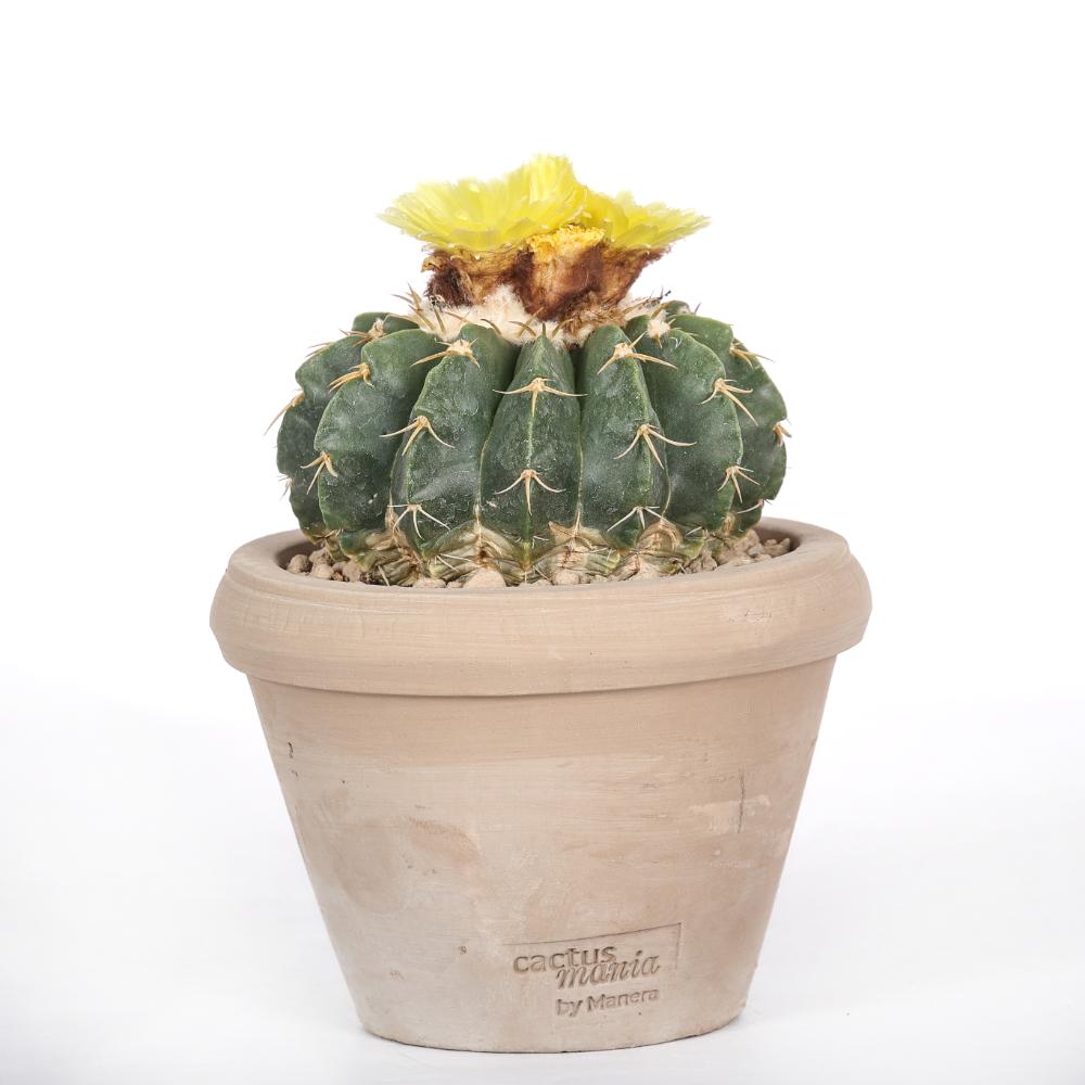 Notocactus erynaceus Ø14