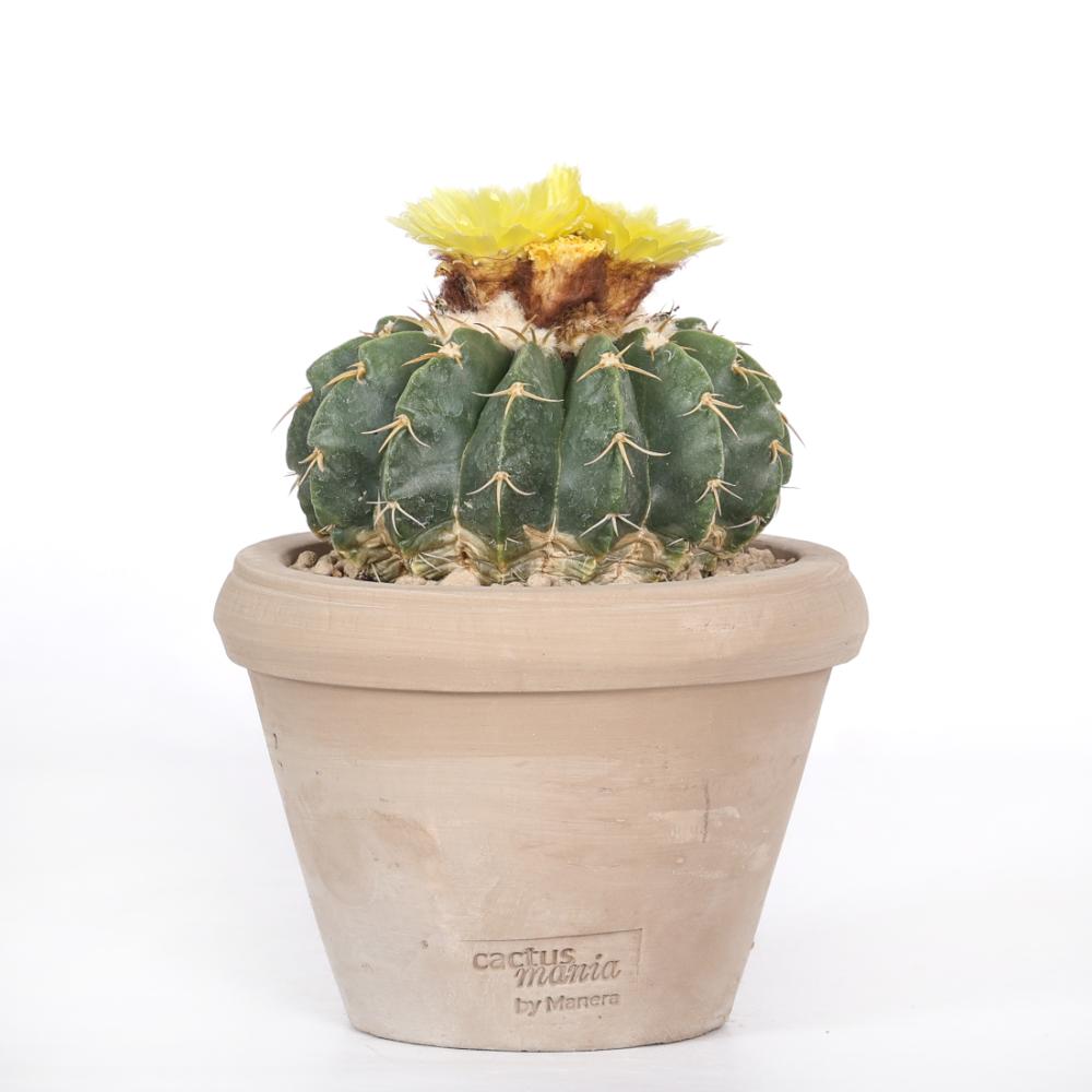 Notocactus erynaceus Ø14 - immagine 2