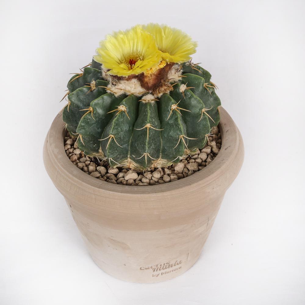 Notocactus erynaceus Ø14 - immagine 3