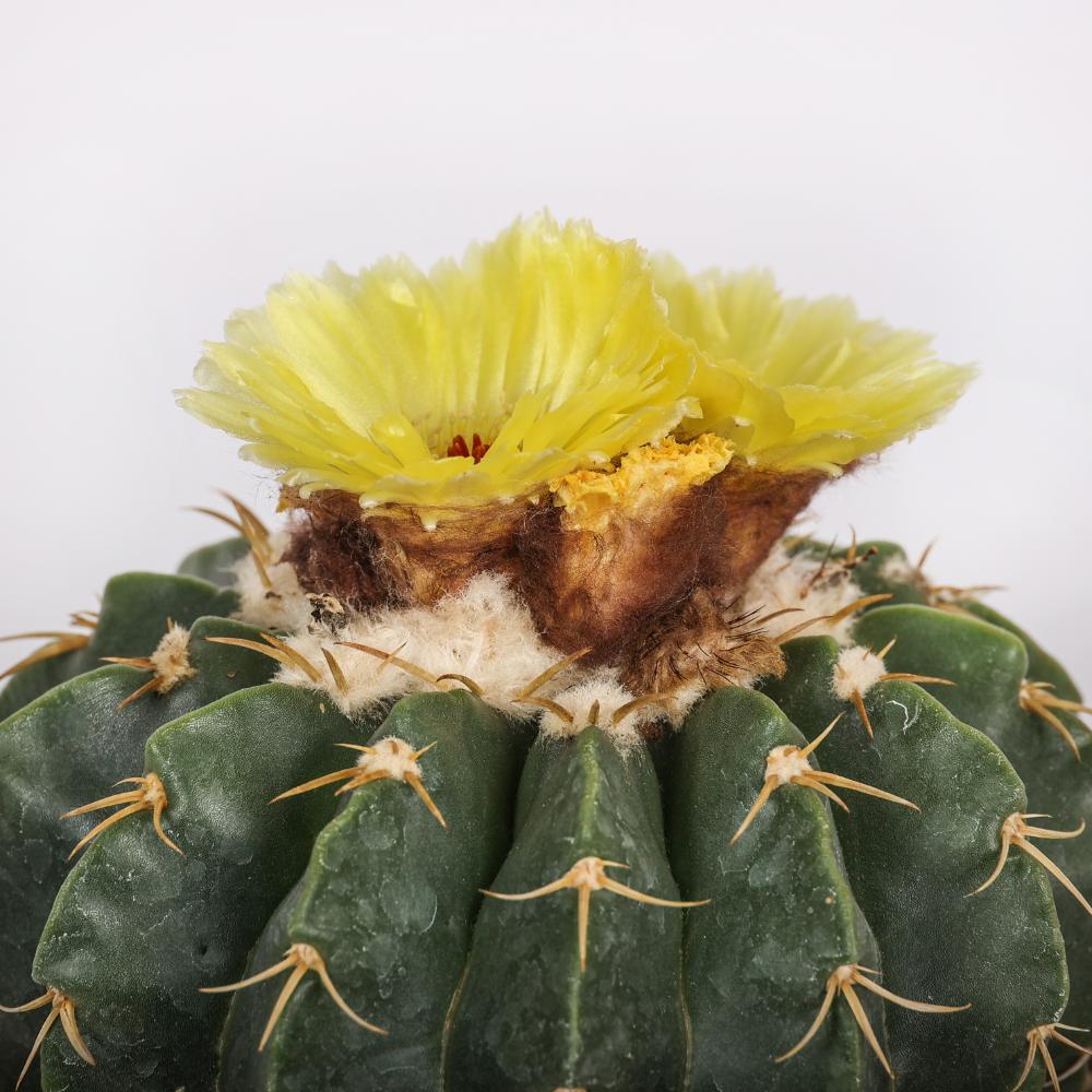 Notocactus erynaceus Ø14 - immagine 4