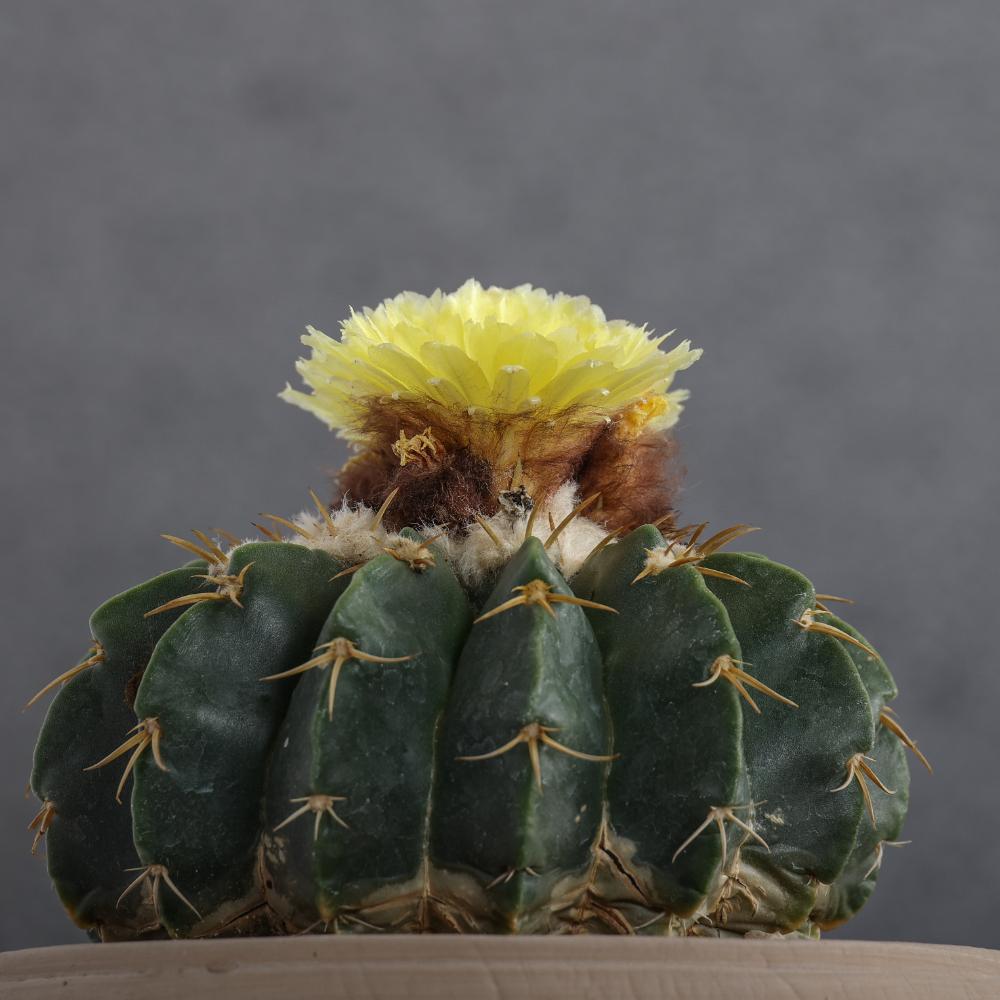 Notocactus erynaceus Ø14 - immagine 5