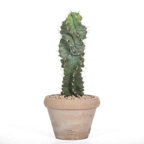 Cereus forbesii spiralis Ø14