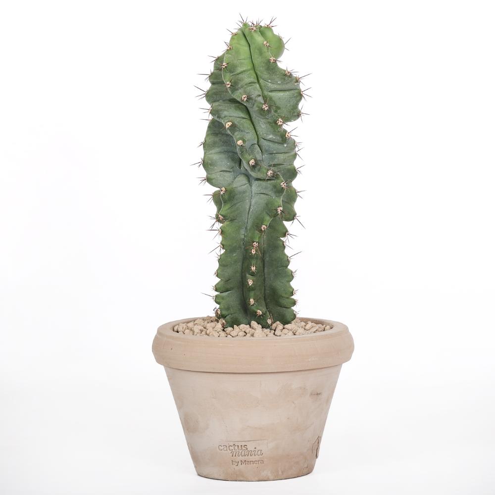 Cereus forbesii spiralis Ø14 - immagine 2