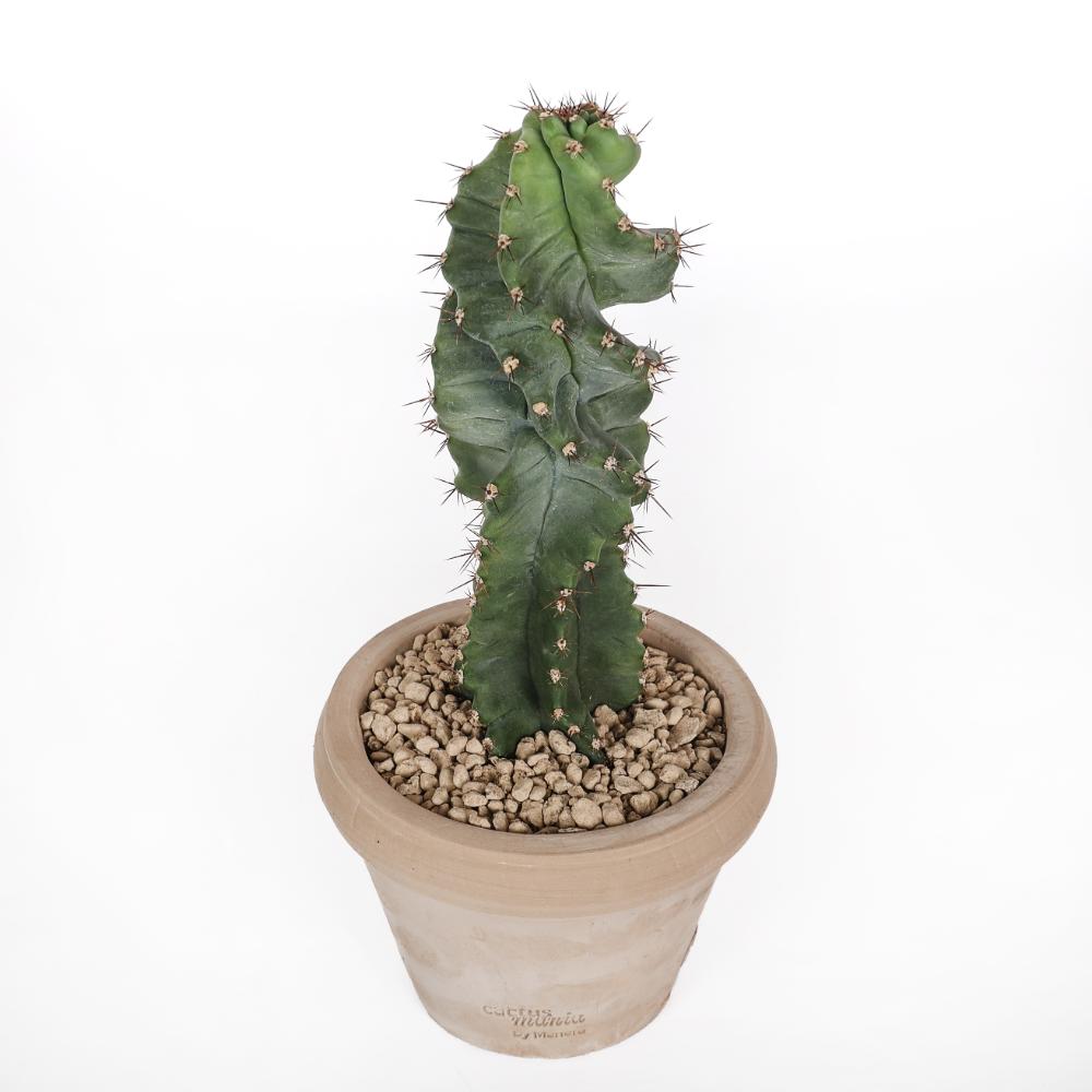 Cereus forbesii spiralis Ø14 - immagine 3
