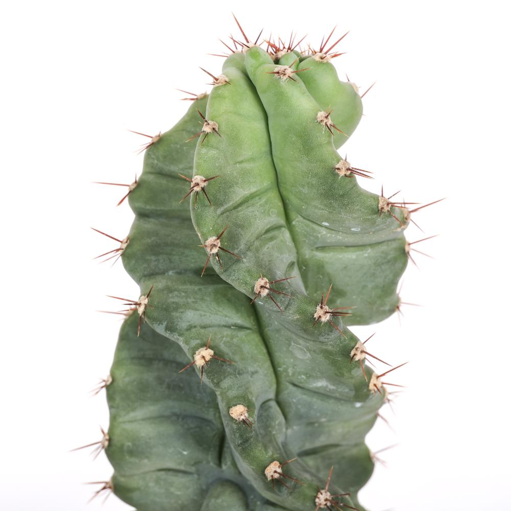 Cereus forbesii spiralis Ø14 - immagine 4
