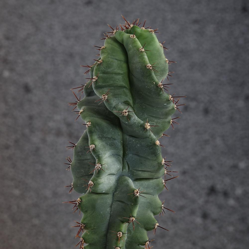 Cereus forbesii spiralis Ø14 - immagine 5