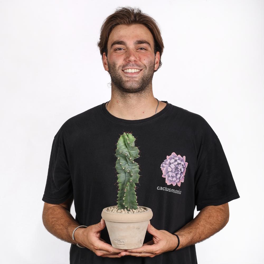 Cereus forbesii spiralis Ø14 - immagine 6